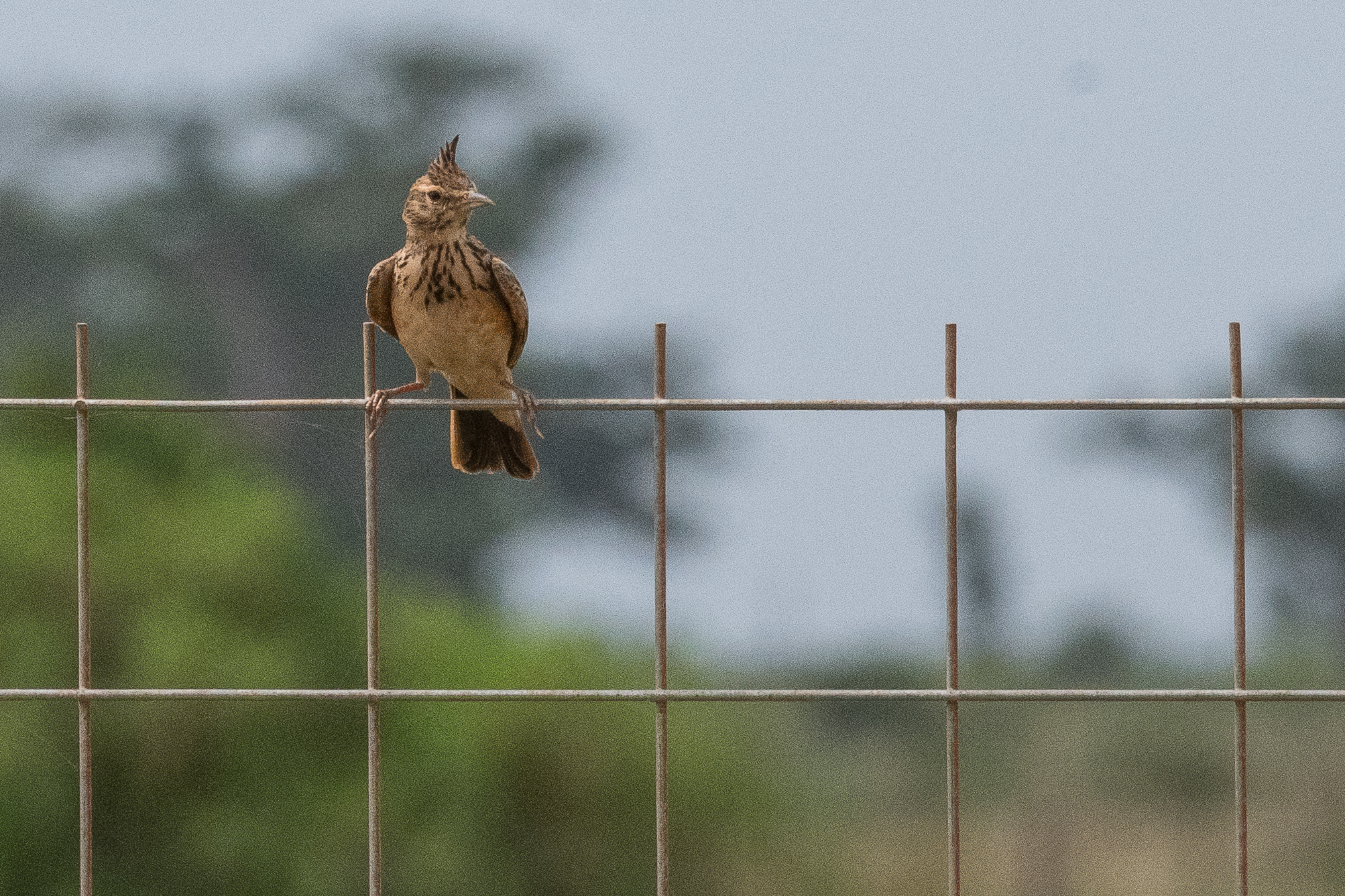 Cochevis huppé adulte (Crested lark, Galerida Cristata), Brousse de Somone, Région de Thiès, Sénégal).